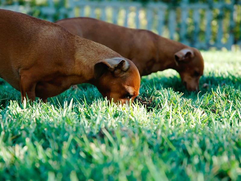 sudoku retro theme screenshot 2